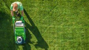Read more about the article What is the Law Maintenance and Lawn Care?