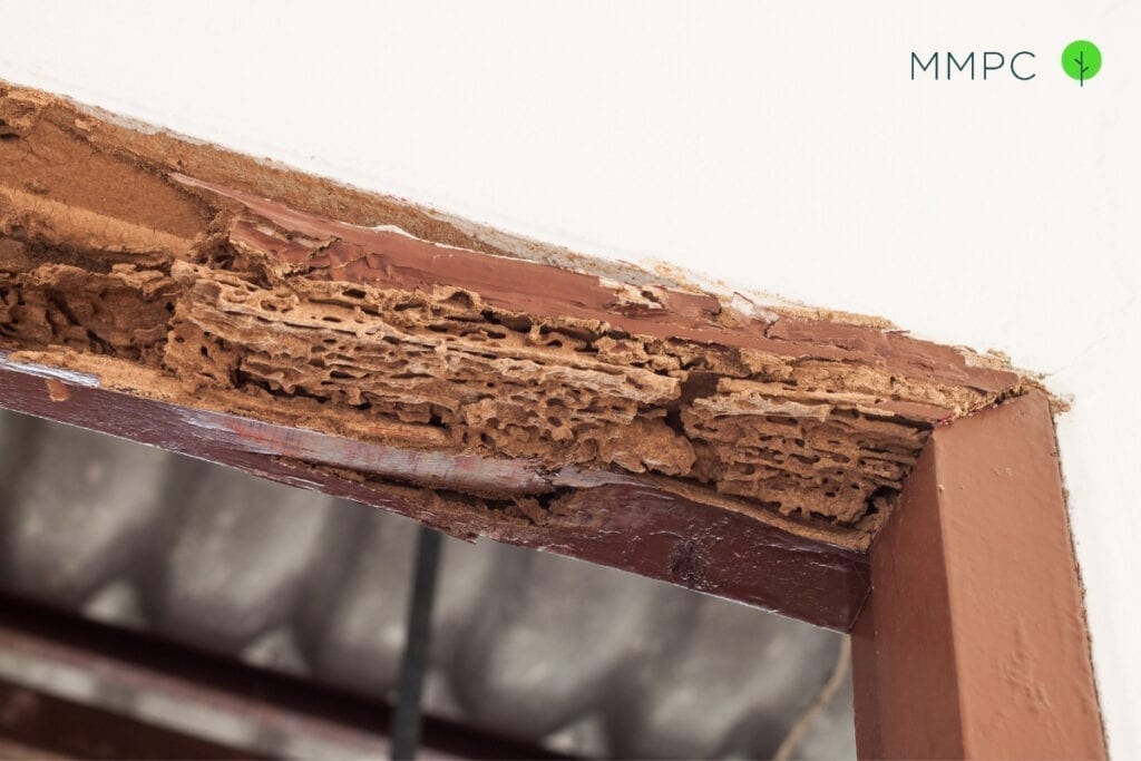 You are currently viewing Tips to get rid of termite infestation 