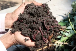 Read more about the article The Role of Vermicomposting in Protecting the Environment