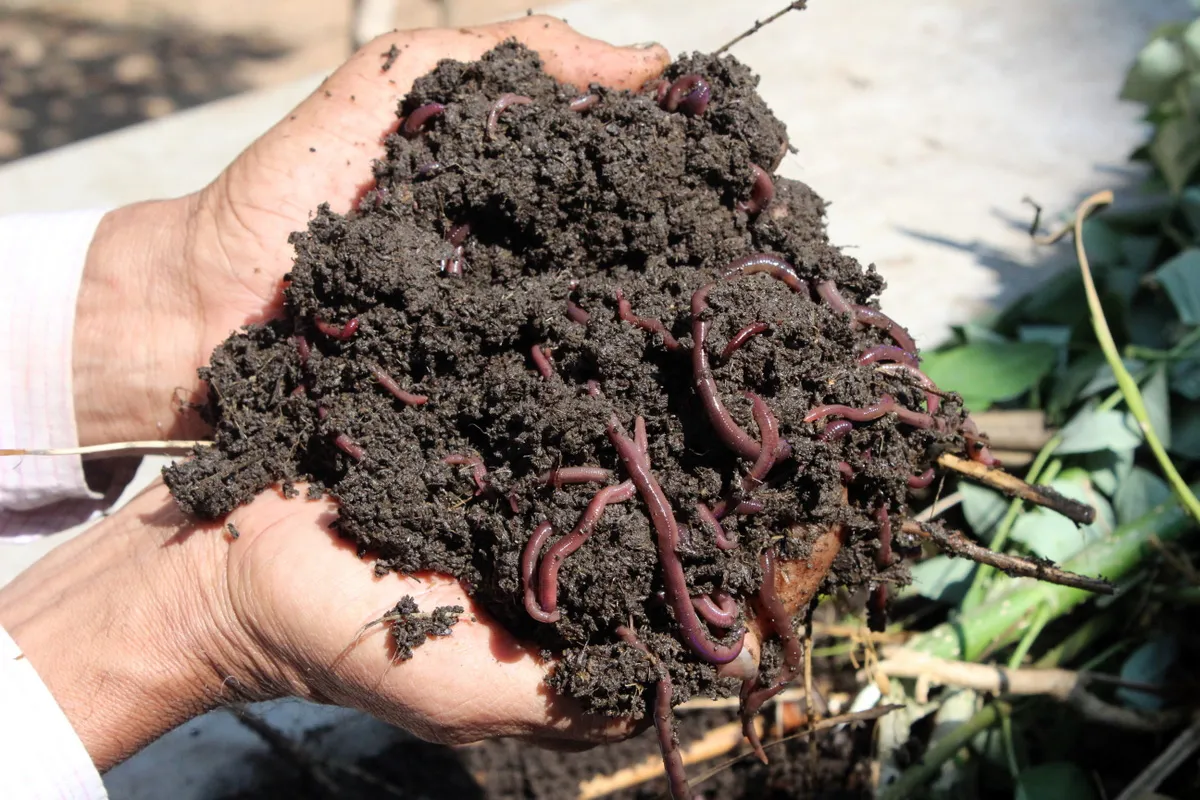 You are currently viewing The Role of Vermicomposting in Protecting the Environment