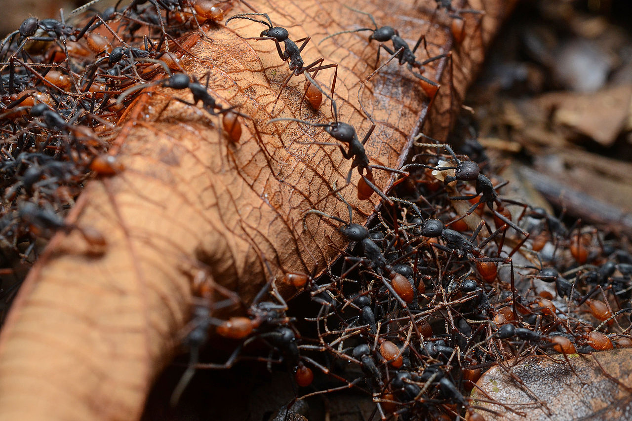 Read more about the article Can Ants Go Away Naturally?