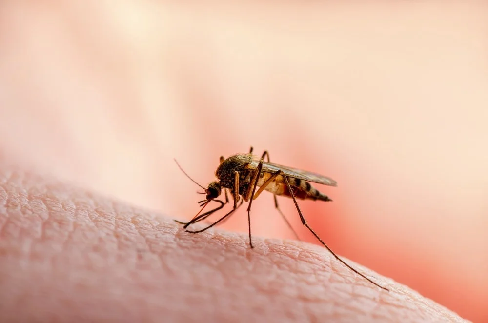 Read more about the article How to Prevent Yourself from Mosquito Bites? 