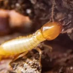 Termites in Altamonte Springs: A guide for homeowners