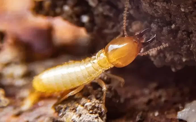 You are currently viewing Termites in Altamonte Springs: A guide for homeowners