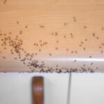 Why Ant Colonies Thrive in Irrigated Lawns Across Phoenix, AZ