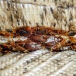Why Bed Bugs Hide in Headboards More Than Mattresses