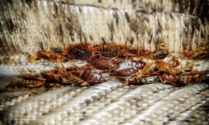 Read more about the article Why Bed Bugs Hide in Headboards More Than Mattresses