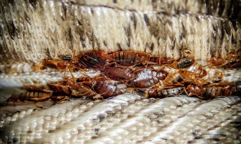 You are currently viewing Why Bed Bugs Hide in Headboards More Than Mattresses